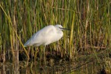 Egretta garzetta - Mala bela caplja - Little egret