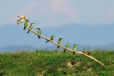 Merops apiaster - Cebelar - Bee eater