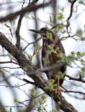 Green Heron IMG_5287.jpg