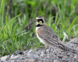 Horned Lark IMG_6423.jpg