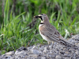 Horned Lark IMG_6426.jpg