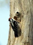 Downy Woodpecker IMG_6994.jpg