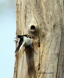 Downy Woodpecker IMG_7003.jpg