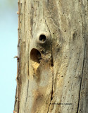 Downy Woodpecker IMG_7007.jpg