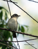 Warbling Vireo IMG_9800.jpg