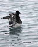 Scaup IMG_2012.jpg