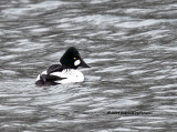 Goldeneye IMG_2986.jpg