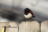 Eastern Towhee IMG_0926.jpg