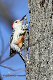 Red-bellied Woodpecker IMG_3355.jpg