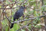 Gray Catbird IMG_3290.jpg