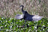 Great Blue Heron IMG_3174.jpg