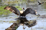 Sand hill Crane IMG_3000.jpg