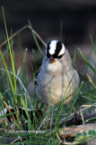 White-crown Sparrow IMG_0617.jpg