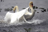 Mute Swans fight IMG_4071.jpg