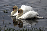 Mute Swans Stand off IMG_4060.jpg