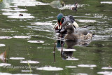 Wood Ducks IMG_3802.jpg