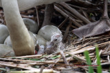 Mute Swan First Hatch IMG_7455.jpg