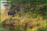 Yearling Cow Moose In Her Environment
