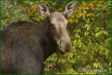 Yearling Cow Moose Browsing On The Brush 