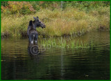 Same Yearling Cow Standing On The Shore Of The Creek