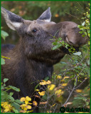This Was A Large Cow Moose Browsing And Hidden In The Brush Was Her Calf