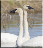 Trumpeter Swan Mix