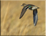 Female Green-winged Teal In Flight 