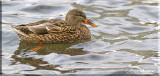 A Mallard Hen Just Enjoying A Swim 