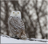 This Snowy Owl Occupied The Roof Of The New York State Troopers Headquarters