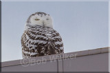 Snowy Keeping An Eye Open On Birders And Photographers Alike