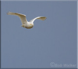 The Snowy Returns To Its Perch 