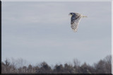 Airport Snowy Owl In Flight