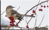 Northern Mockingbird Just Looking Around