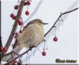 Northern Mockingbird Out On A Limb