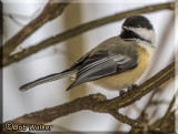 Chickadee 2 For Web.jpg
