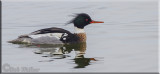 Red-breasted Merganser Doing Its Thing