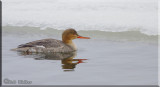 Red-breasted Merganser At Ices Edge