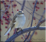 One Of The Attractive Birds Who Visit Us