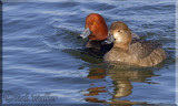 A Pair Of Redhead Ducks Just Passing Time