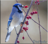 Blue Jay Enjoying Some Fruit