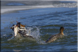 Drama On The Water 