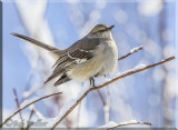 Northern Mocking Bird After A Winter Storm 