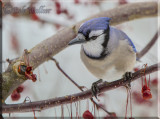 I Think I Hear Something Said The Blue Jay 