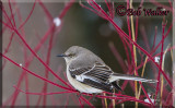 Mockingbird In A Red Bush 