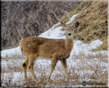 Ground Cover Exposed Means Food For The Deer