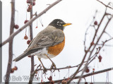 A Beautiful Bird In Its Own Right