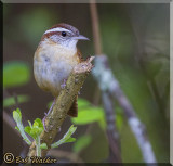 Carolina Wren Looks ON