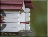 A Carolina Wren With A Home 