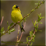 Goldfinch At Sunset Park