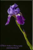Beautiful Irises